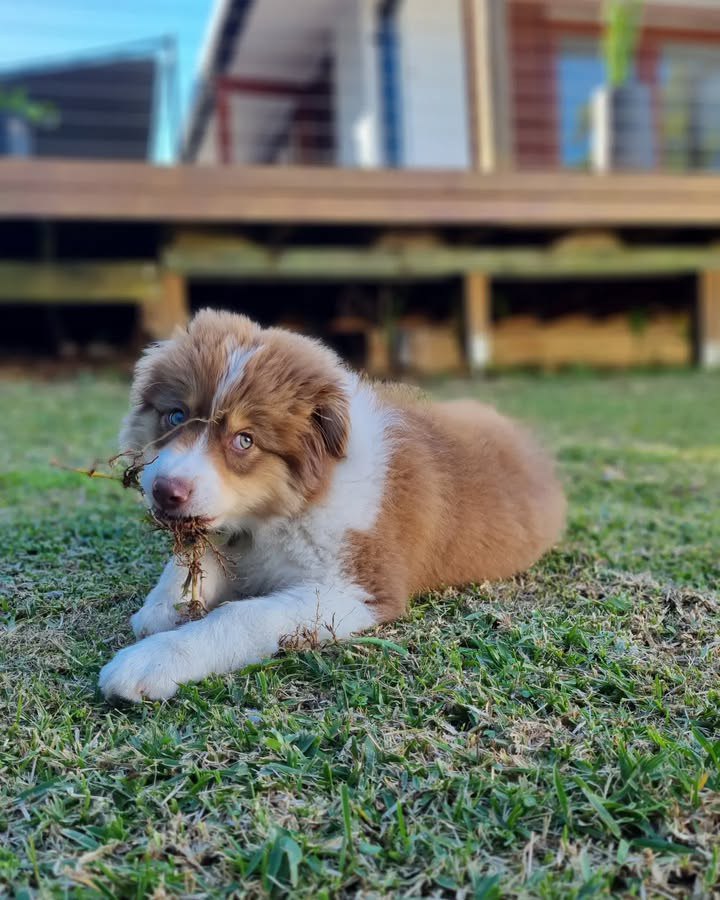 Terry - Australian Shepherd Puppy